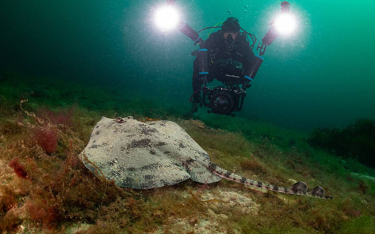 North Sea – Nature Untamed ein Film von Mark Verkerk