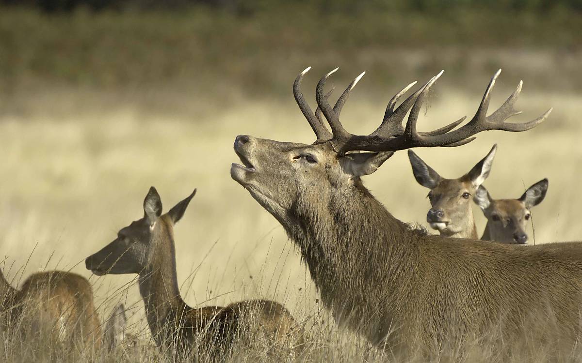 Rothirsch (Cervus elaphus) zwischen Hirschkühen