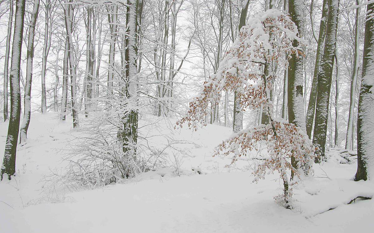Winterlandschaft