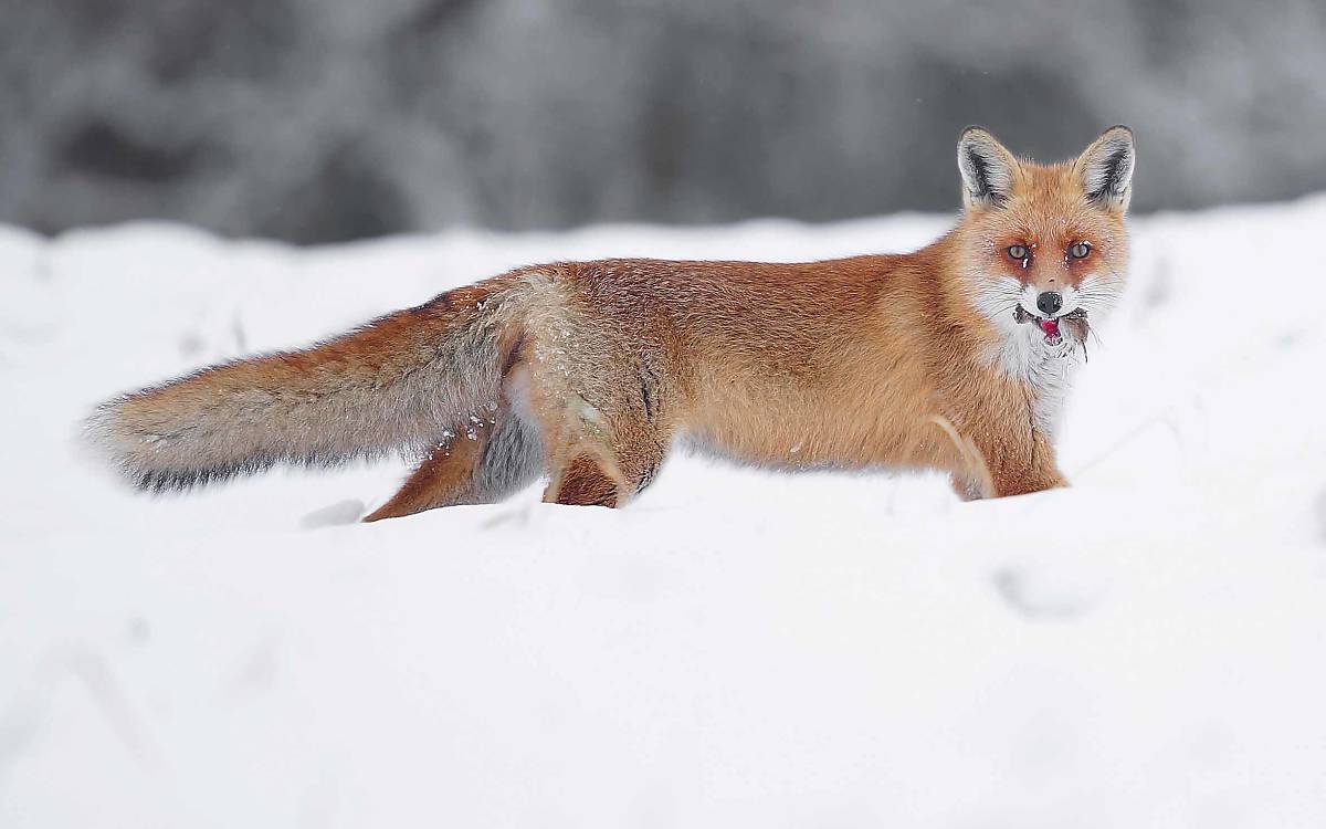 Geschickter Jäger: Nicht alle Wildtiere kommen im Winter so gut zurecht wie der Rotfuchs. Er kann seine Beute auch unter dem Schnee aufspüren.