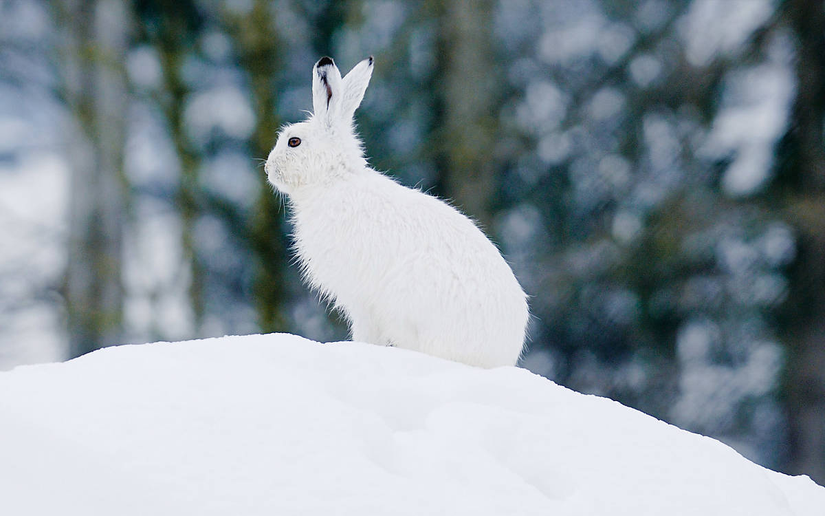 Alpenschneehase