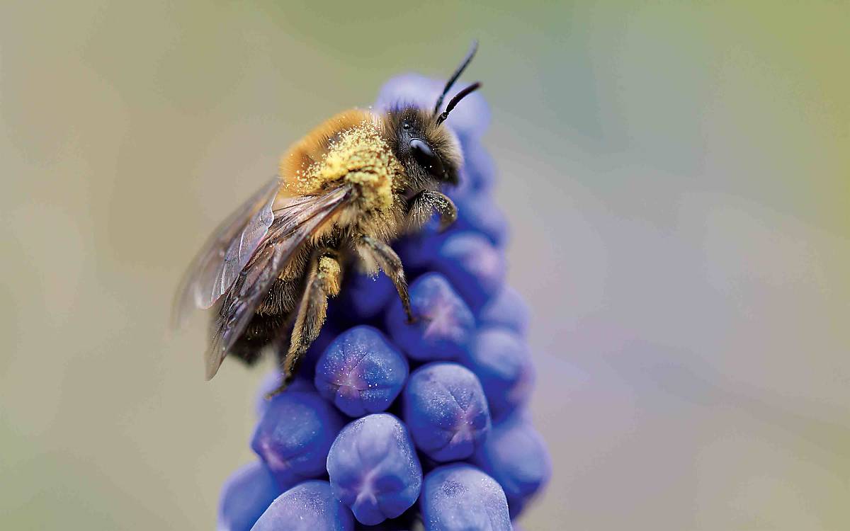 Wildbiene Colletes cunicularius