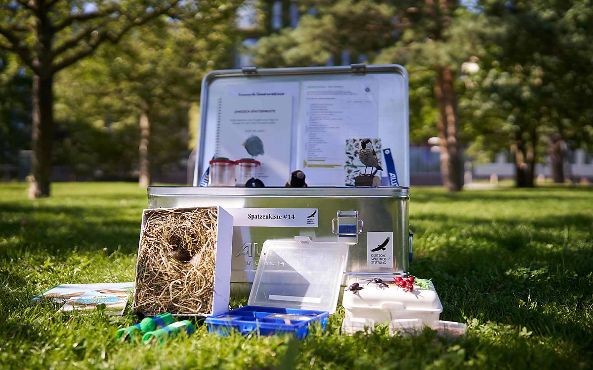 Eine Kiste voller Lehrmaterial über den Spatz