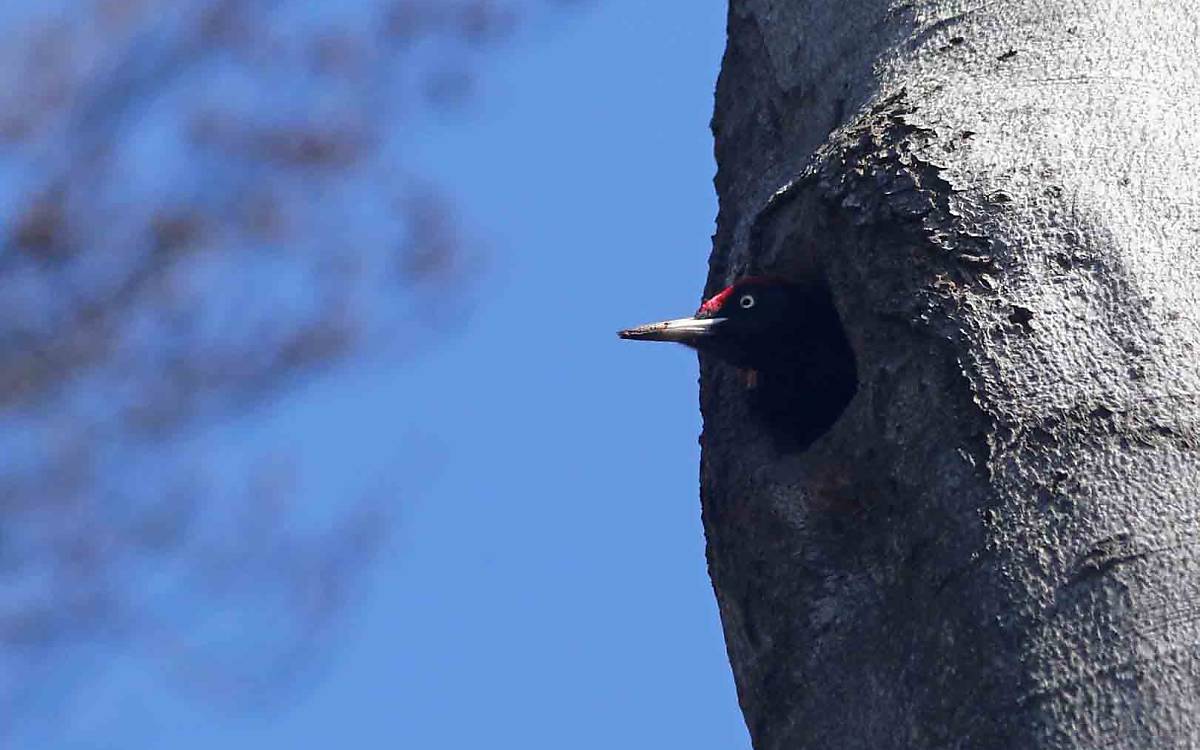 Der Höhlenbauer zeigt an, dass ein Wald besonders naturnah ist: Schwarzspecht (Dryocopus martius).
