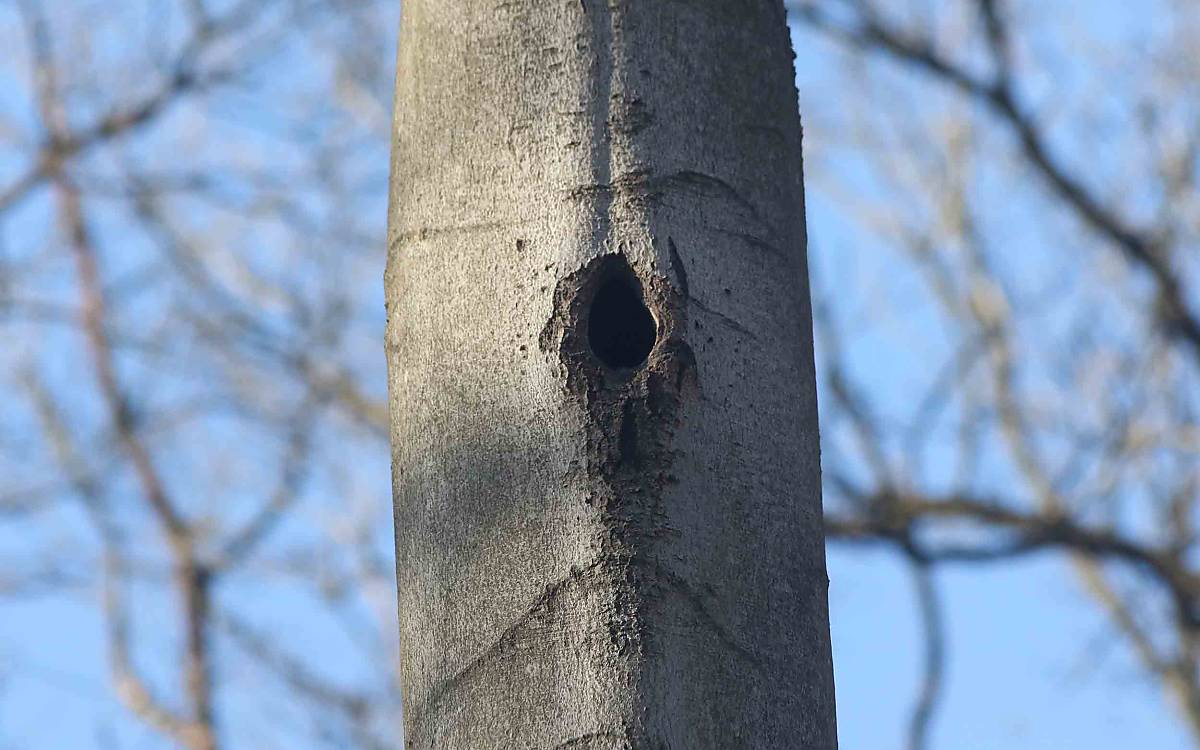Von außen sieht man es ihr nicht an, aber die Höhle eines Schwarzspechts ist geräumig und bietet auch größeren Waldbewohnern Platz.