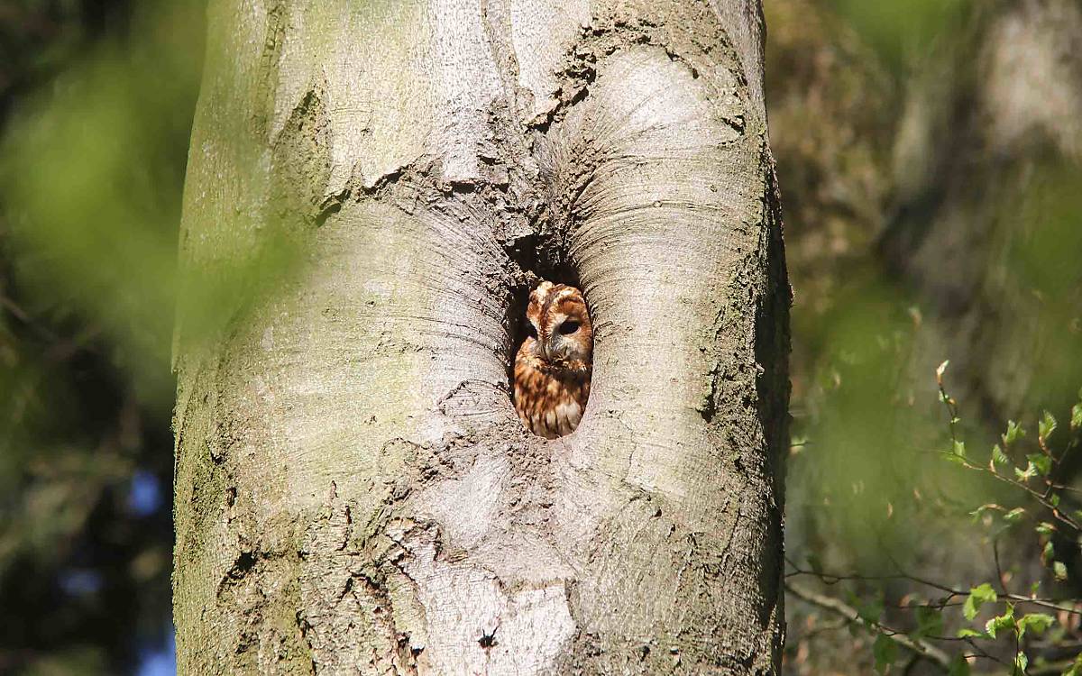 Der Waldkauz (Strix aluco) zum Beispiel nutzt Schwarzspechthöhlen gern als Tagesquartier.