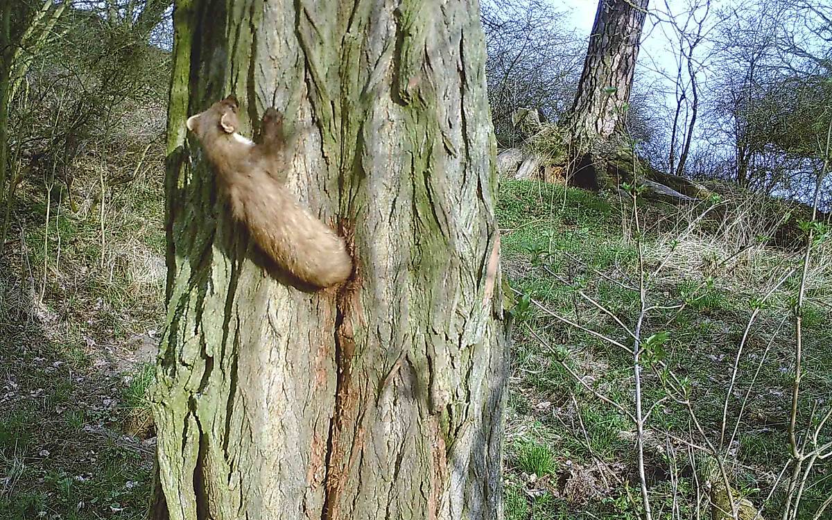 Und auch der Baummarder (Martes martes) schlängelt sich gern mal hinein.