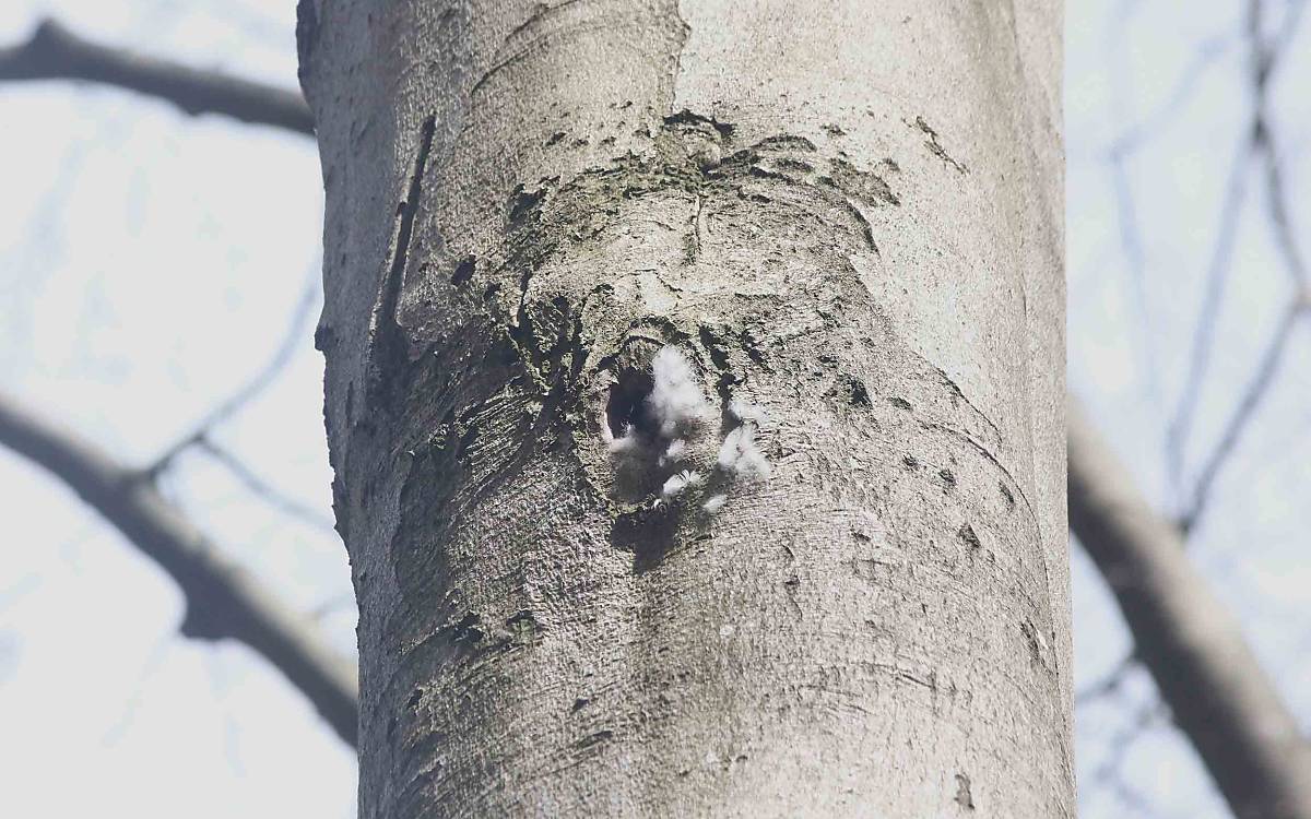 Verräterischer Flaum: Das frische Dunengefieder am Höhleneingang zeigt, dass hier eine Schellente (Bucephala clangula) eingezogen ist.