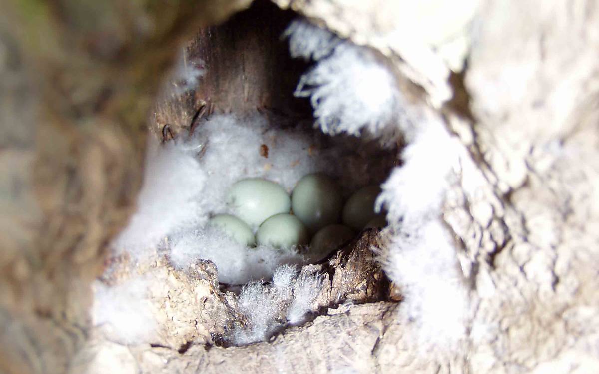 Die Schellente ist die einzige Entenart, die in Baumhöhlen brütet. Sie ist darauf angewiesen, dass es in ihrem Lebensraum genug große Höhlen gibt.