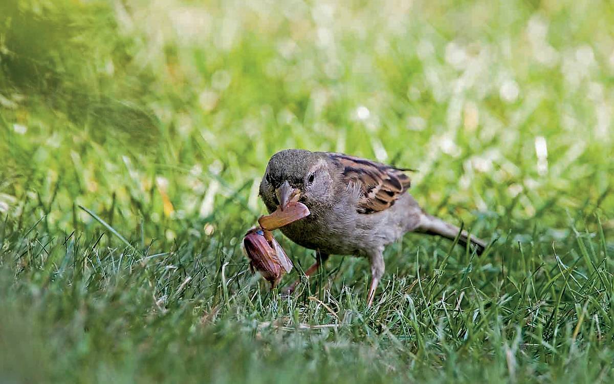 Mit dem Frühling wächst das Nahrungsangebot: Spatzen suchen in Gärten nach Insekten und Larven für die Aufzucht ihrer Jungen.