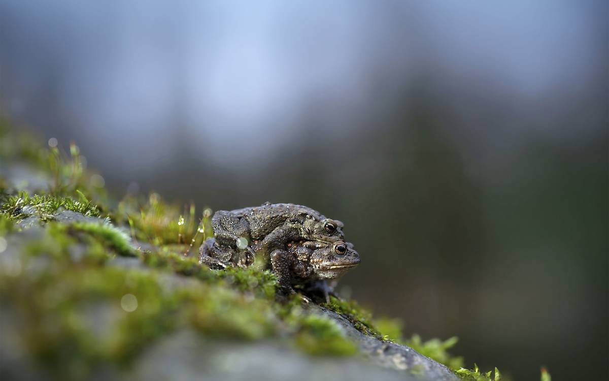 Erdkröten (Bufo bufo)