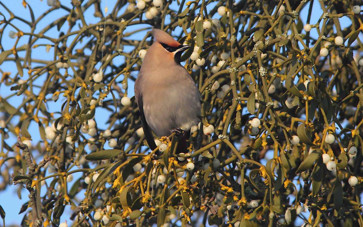Charakteristisch bei Seidenschwänzen ist die gut sichtbare Federhaube.