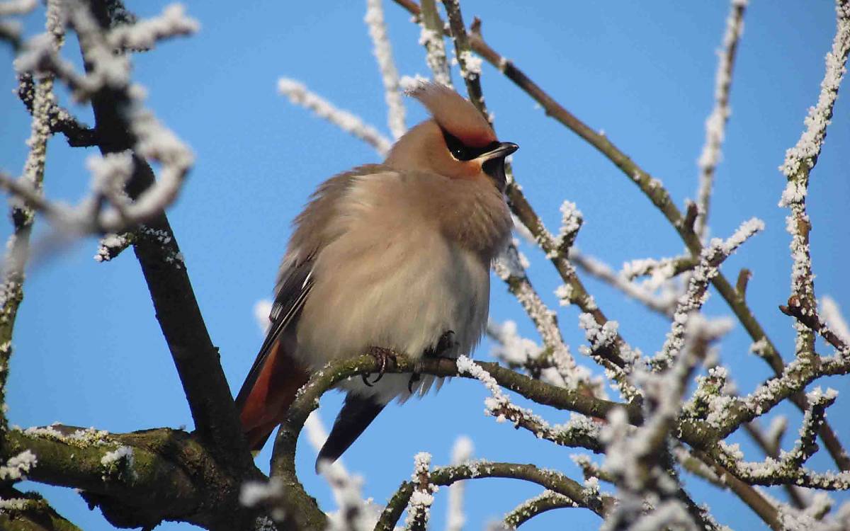 Zu Besuch aus der Taiga: Seidenschwänze verbringen die Winter in milderen Regionen.