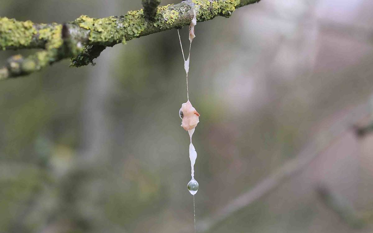 Die klebrigen Samen der Mistel werden mit dem Vogelkot wieder ausgeschieden und bleiben am Wirtsbaum hängen.