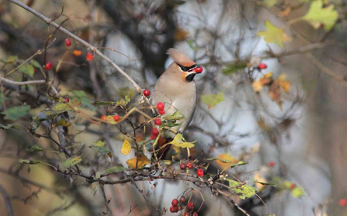 Auch Beeren von Schlehe, Schneeball und Weißdorn stehen auf dem Speiseplan der Wintergäste. Wo es diese Gehölze gibt, halten sich die hübschen Vögel gerne auf. 