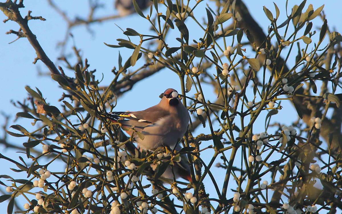 Seidenschwänze lieben Mistelbeeren. Im Winter sind die Früchte eine wichtige Nahrungsquelle für die Vögel.