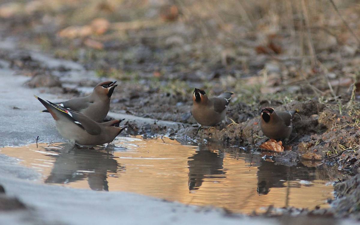 Ein Trupp Seidenschwänze beim Trinken. Offene Wasserstellen im Winter sind überlebenswichtig für alle Vogelarten.