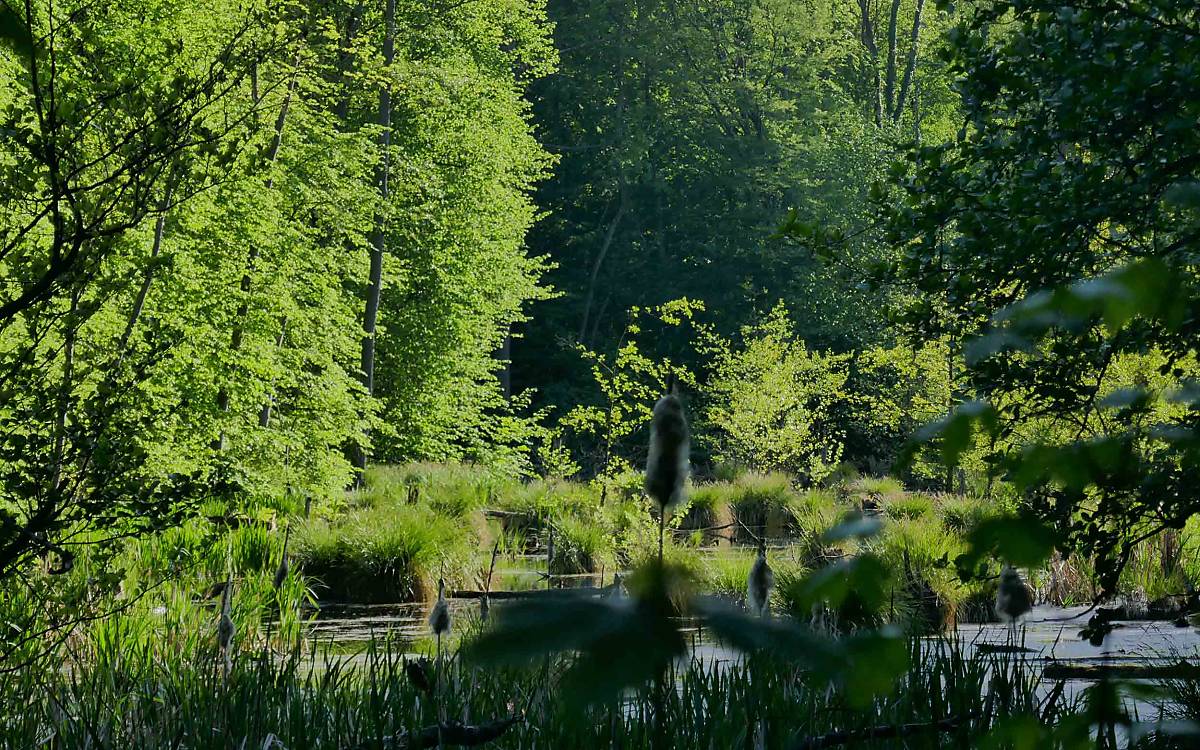 Idealer Schreiadler-Brutwald: Es gibt Wasser als Zuhause für die Lieblingsnahrung Frösche und hohe Bäume für den Nestbau.