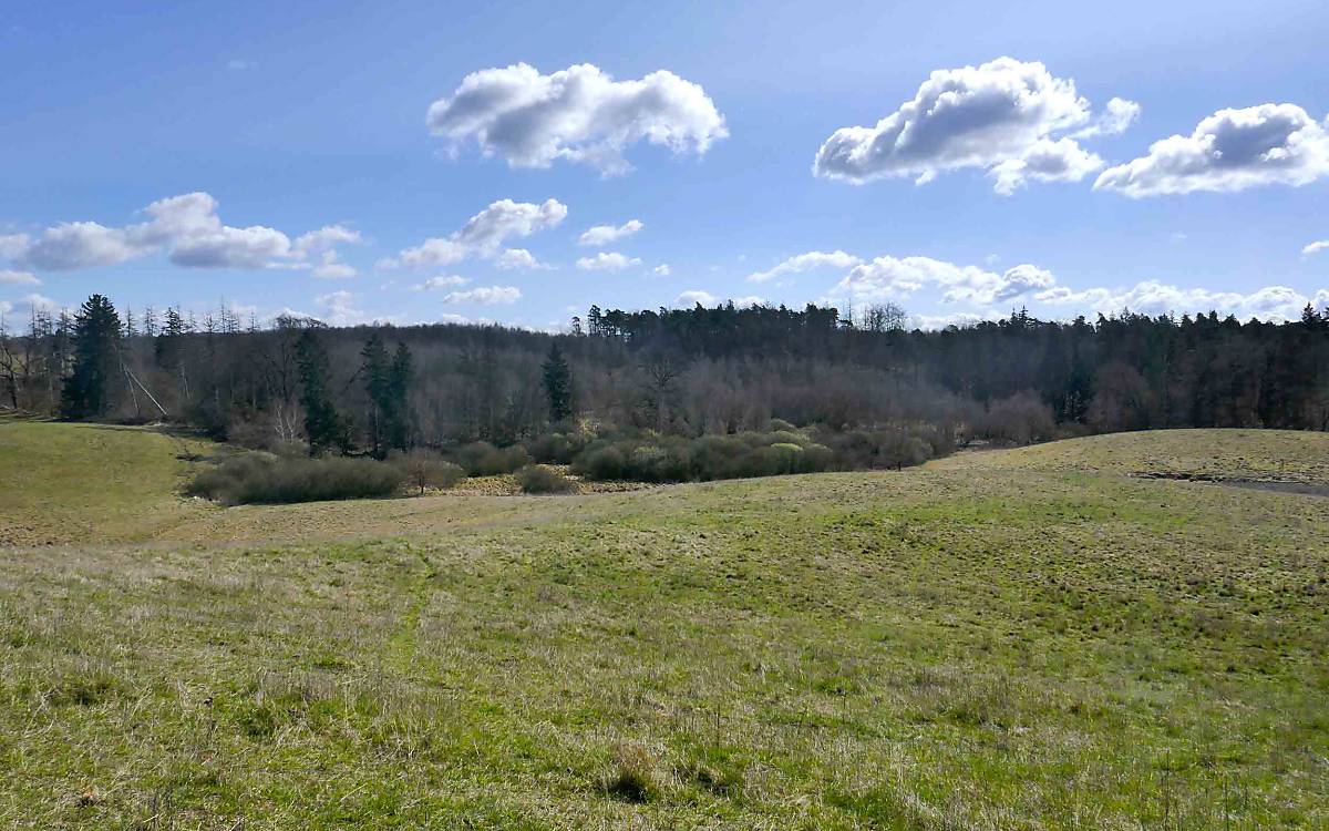 Weite Flächen und Wald: Hier finden Schreiadler beste Bedingungen vor, um ihren Nachwuchs aufzuziehen.