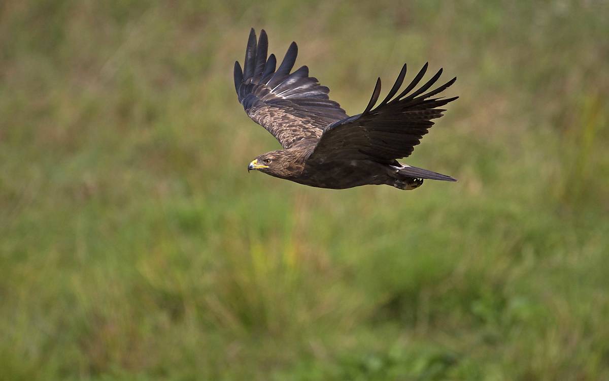 Schreiadler im Flug