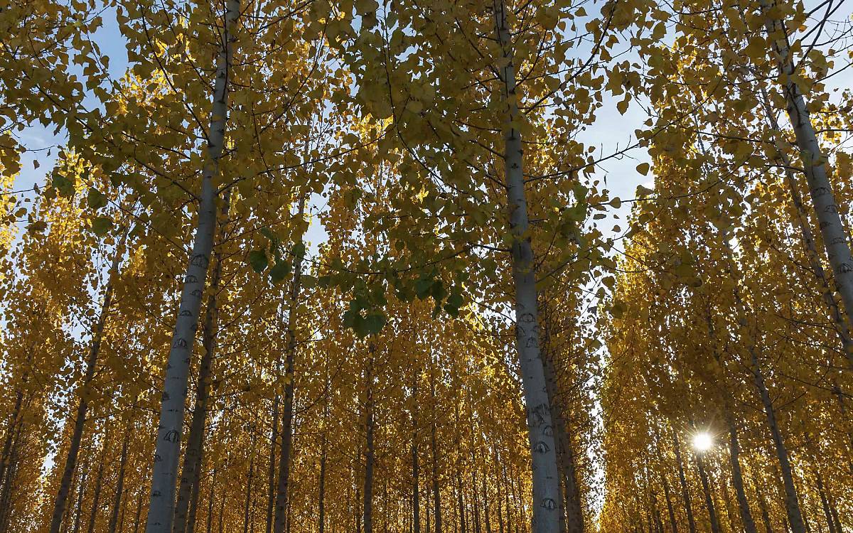 Europäische Espe (Populus tremula) oder Zitterpappel