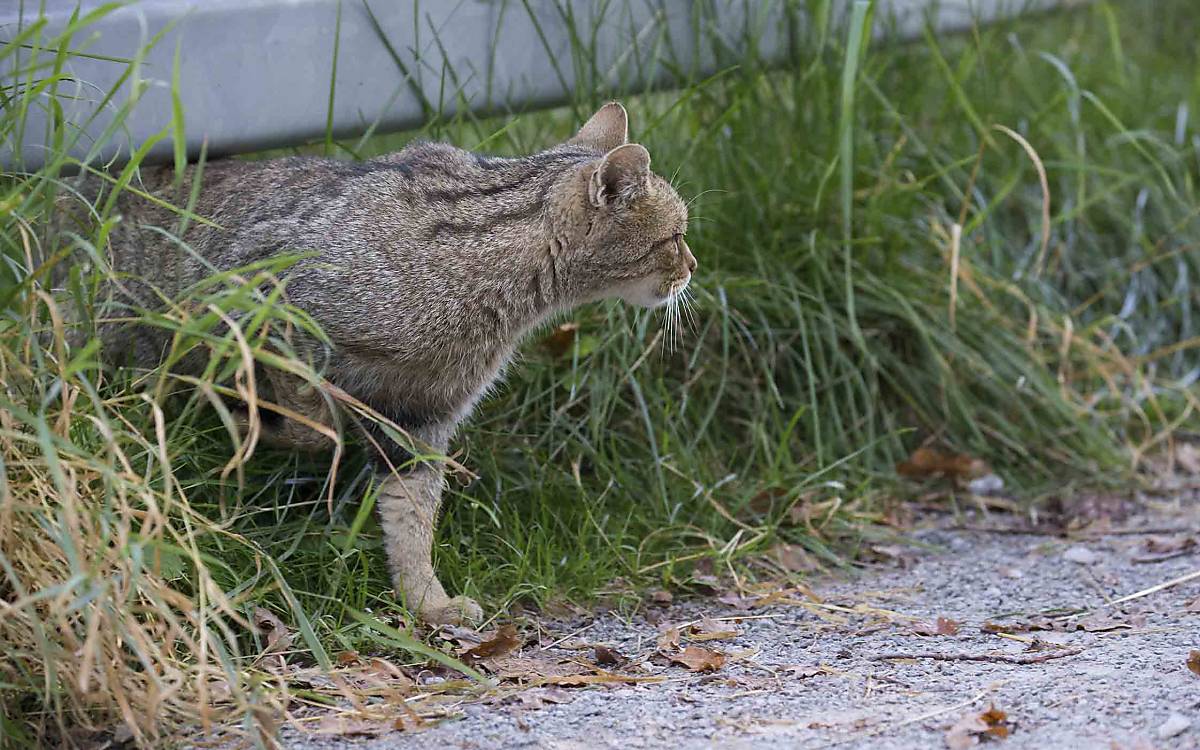 Gefährliche Barriere: Wildkatzen müssen bei ihren Streifzügen oft Straßen überqueren – und fallen dem Verkehr zum Opfer.