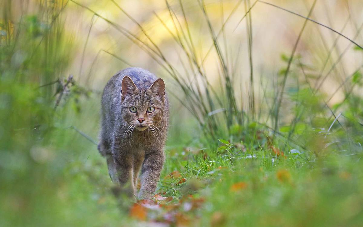 Auf der Pirsch: Brachen und Grünlandflächen sind gern genutzte Jagdgebiete – wenn sie ausreichend Deckung bieten.