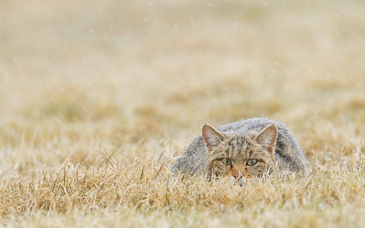 Wildkatze im Schneeregen