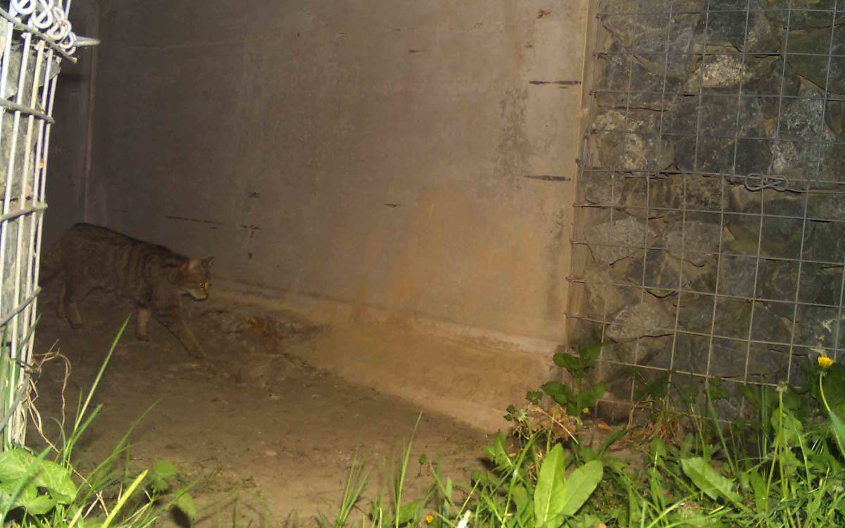 Sicher unterwegs: Eine Wildkatze nutzt eine Querungshilfe unterhalb eines ehemaligen Unfallschwerpunkts an einer Bundesstraße im Harz.