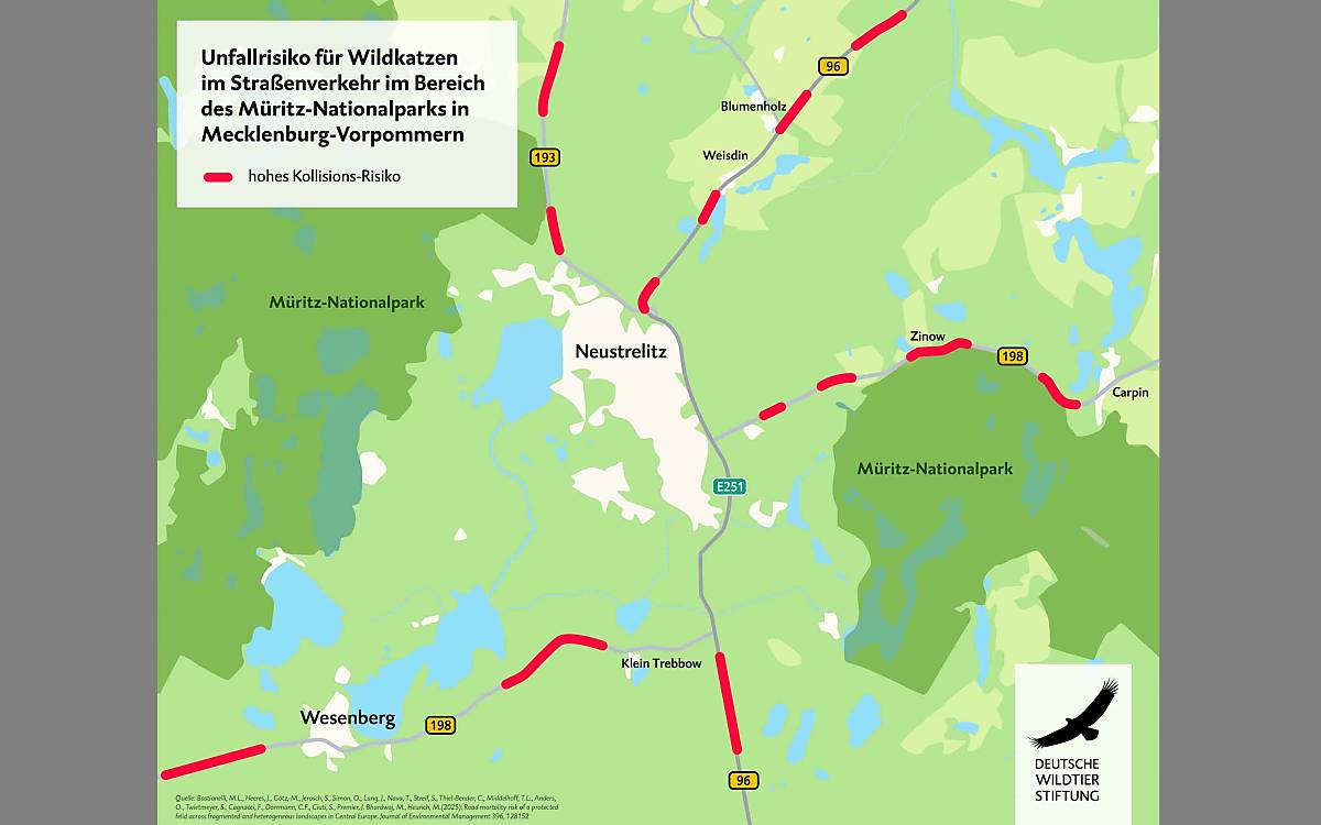 Hier kracht es häufig: Die neue Risikokarte zeigt die Stellen im Straßennetz, die für Wildkatzen besonders gefährlich sind – hier beispielhaft in der Region um Neustrelitz.