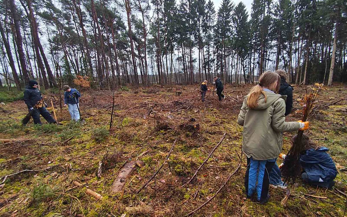 Freiflächen mit Spuren: Durch das Pflanzen von Eichen und Buchen soll der Wald in Fintel fit für die Zukunft gemacht werden.