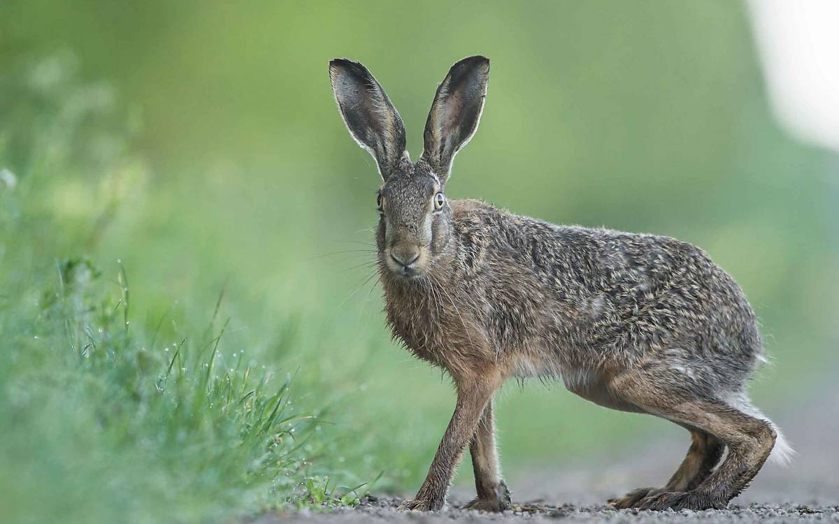 Immer auf der Hut: Zu den natürlichen Feinden des Feldhasen gehören unter anderem Füchse, Greif- und Rabenvögel.