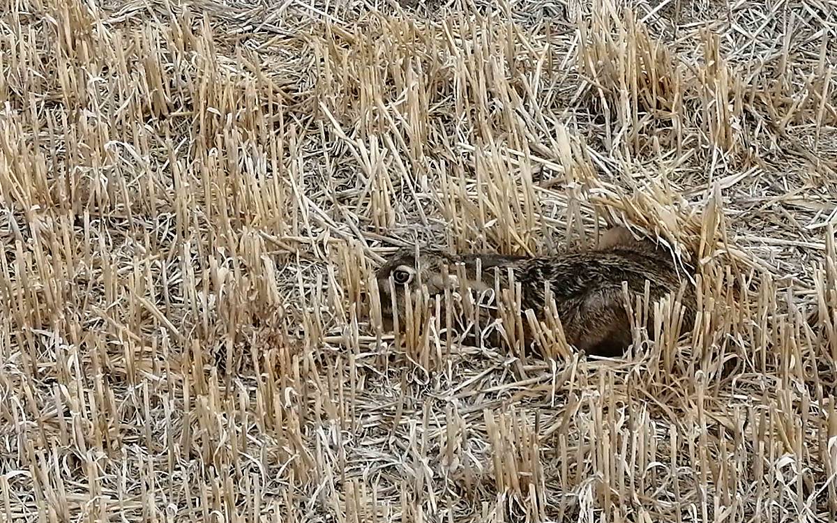 Versteck gesucht: In der intensiv bewirtschafteten Agrarlandschaft findet der Feldhase nicht mehr ausreichend Schutz vor seinen vielen Fressfeinden.