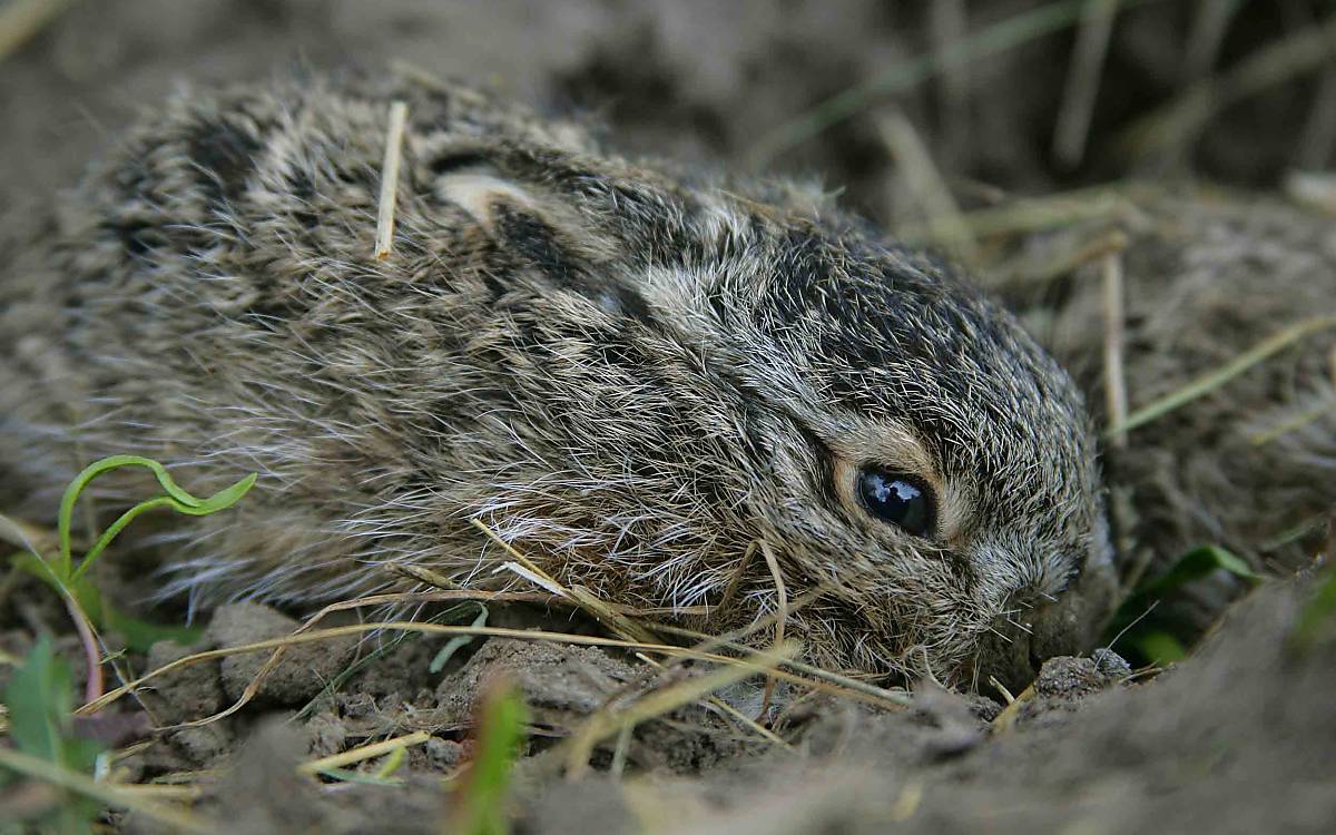 Ducken statt flüchten: Junge Feldhasen drücken sich bei Gefahr dicht an den Boden – zum Beispiel, wenn landwirtschaftliche Maschinen anrücken.