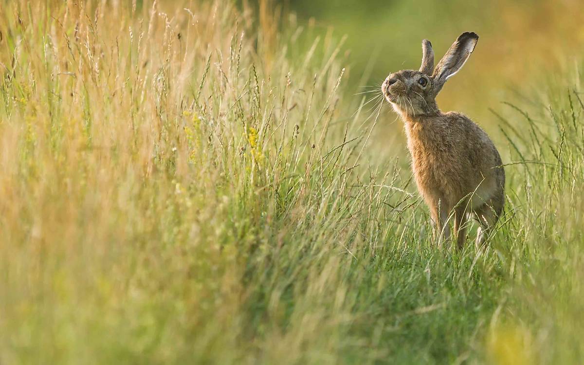 headermotiv-ostern-2026_feldhase_enrico-schubert