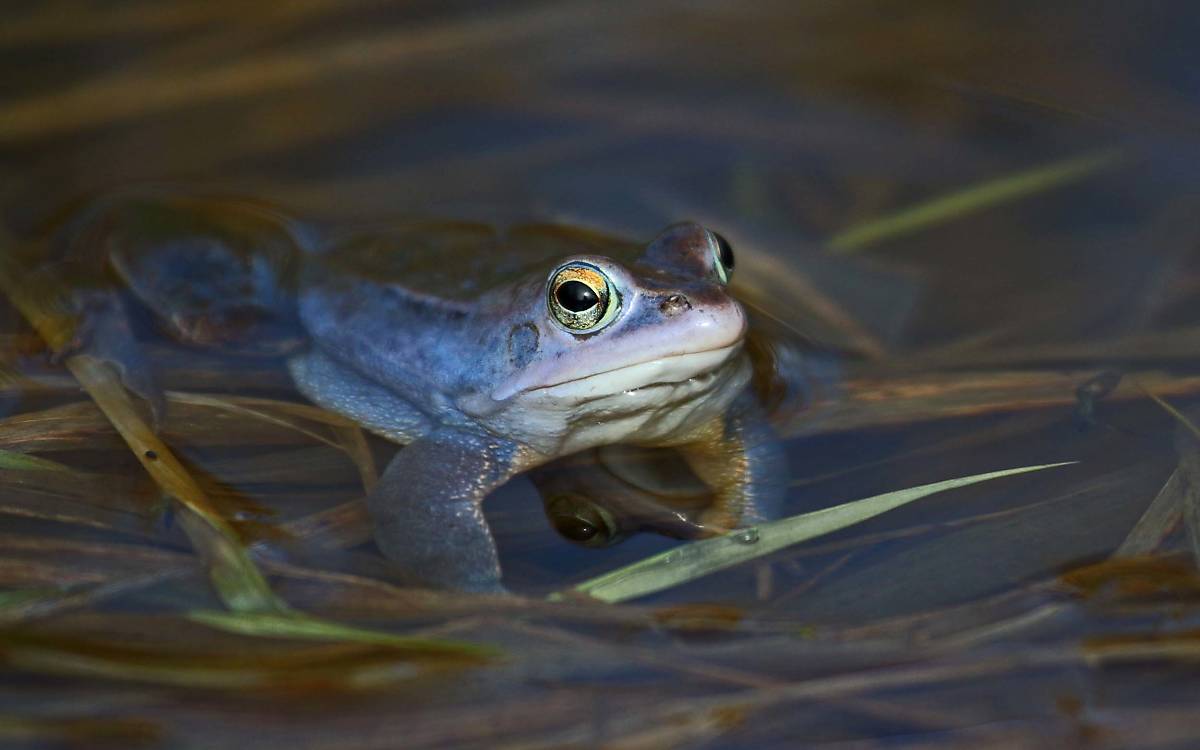 Er macht blau: Männliche Moorfrösche (Rana arvalis) entwickeln in der Balzzeit eine intensive Färbung, um Weibchen zu beeindrucken.