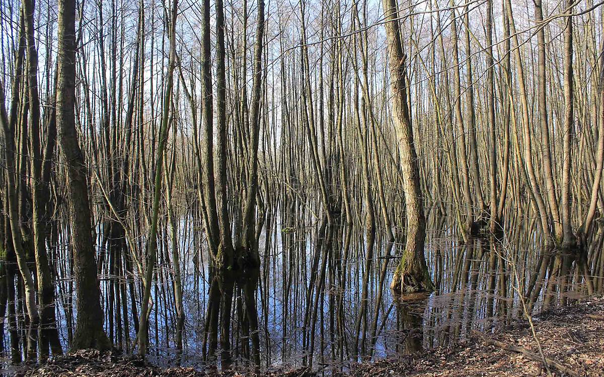 Das Kienbruch ist eines der ältesten Wiedervernässungsprojekte in Klepelshagen. Das zehn Hektar große Gebiet hat sich zu einem wichtigen Lebensraum für zahlreiche Tier- und Pflanzenarten entwickelt.