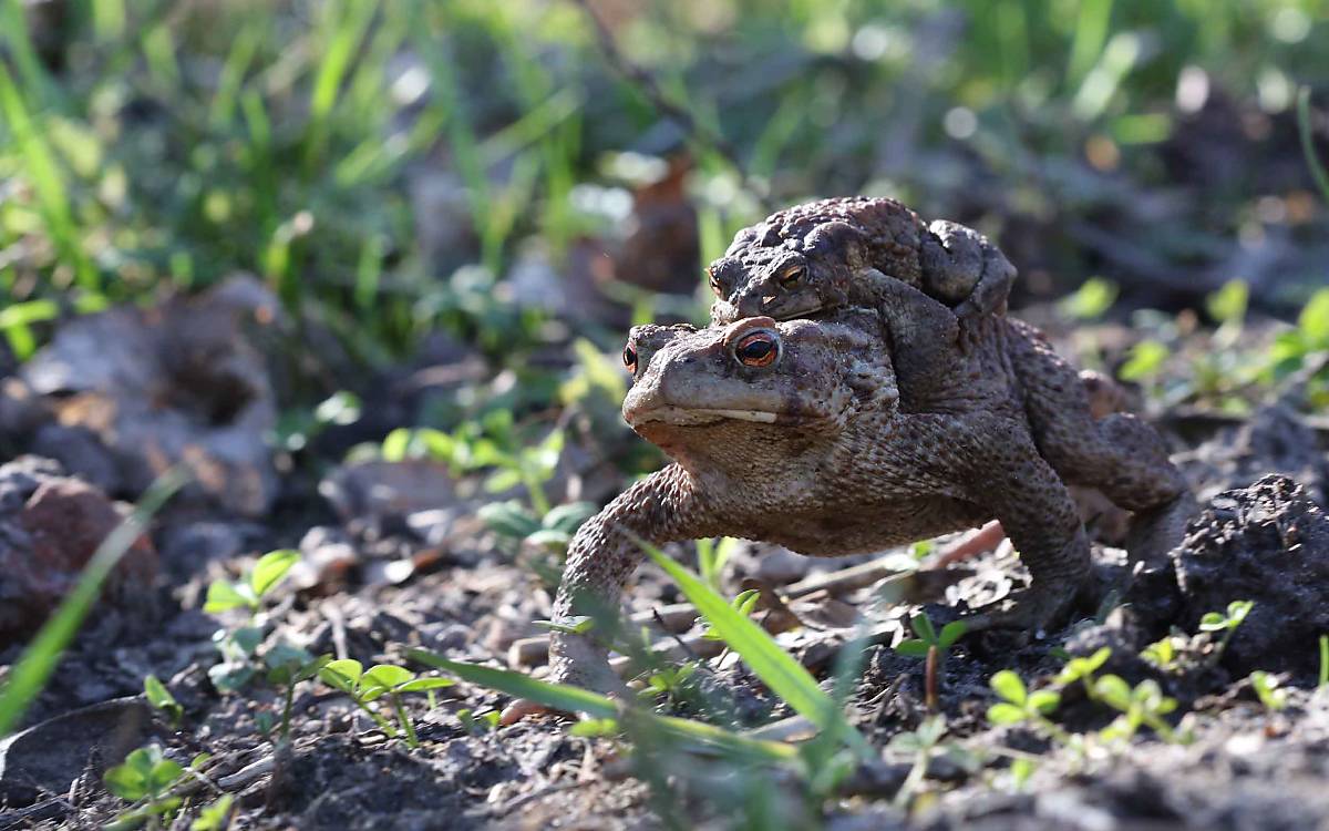 Die Erdkröte (Bufo bufo) gehört zu den häufigsten Amphibienarten in Klepelshagen. Zur Laichzeit nutzt sie die zahlreichen Waldgewässer.