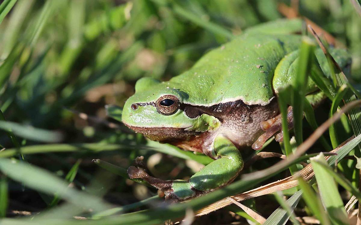 Grüner Frosch auf grünem Grund: Der Laubfrosch (Hyla arborea) zählt zu den Tarnkünstlern unter den Amphibien.