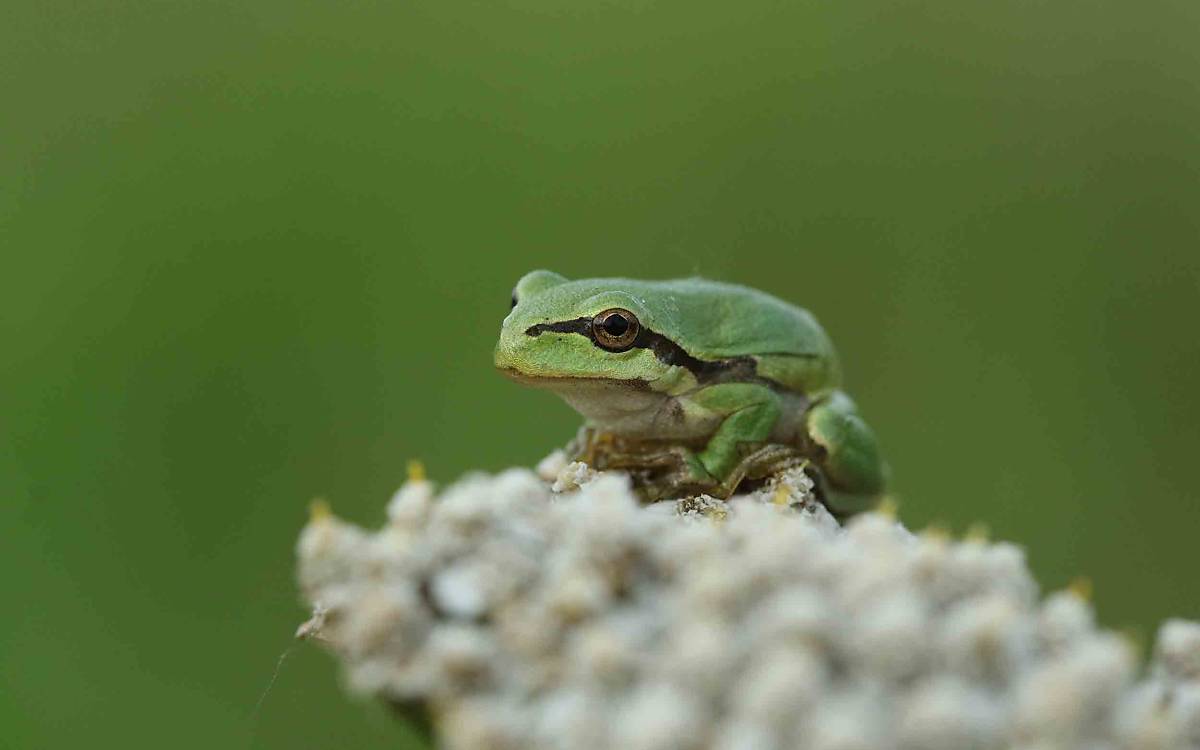 Sein Vorkommen in Klepelshagen ist stabil. Im Sommer begeistern er und seine Artgenossen mit beeindruckenden Konzerten.