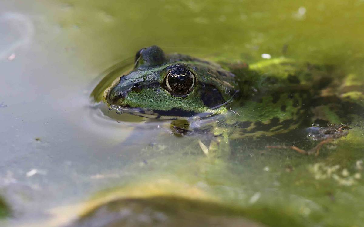 Wasserfrösche sind die häufigsten Amphibien in Klepelshagen und an fast allen Gewässertypen zu finden.