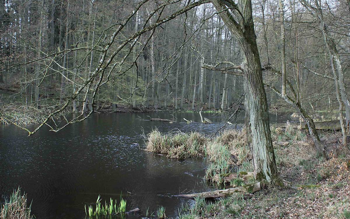 Waldgewässer sind nicht nur für Amphibien wichtig. Das ganze Ökosystem Wald profitiert vom Wasserrückhalt.