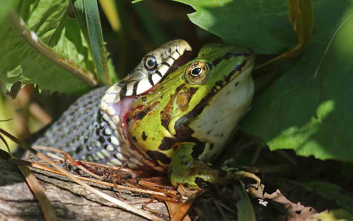Feind aller Amphibien: Auch die Ringelnatter (Natrix natrix) fühlt sich in Klepelshagen wohl und profitiert vom hohen Froschvorkommen. Hier hat die schnelle Jägerin einen Wasserfrosch erbeutet.