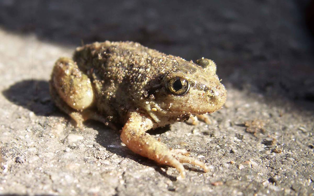 Neben der Rotbauchunke, zählt die Knoblauchkröte zu den seltenen Amphibienarten in Klepelshagen.