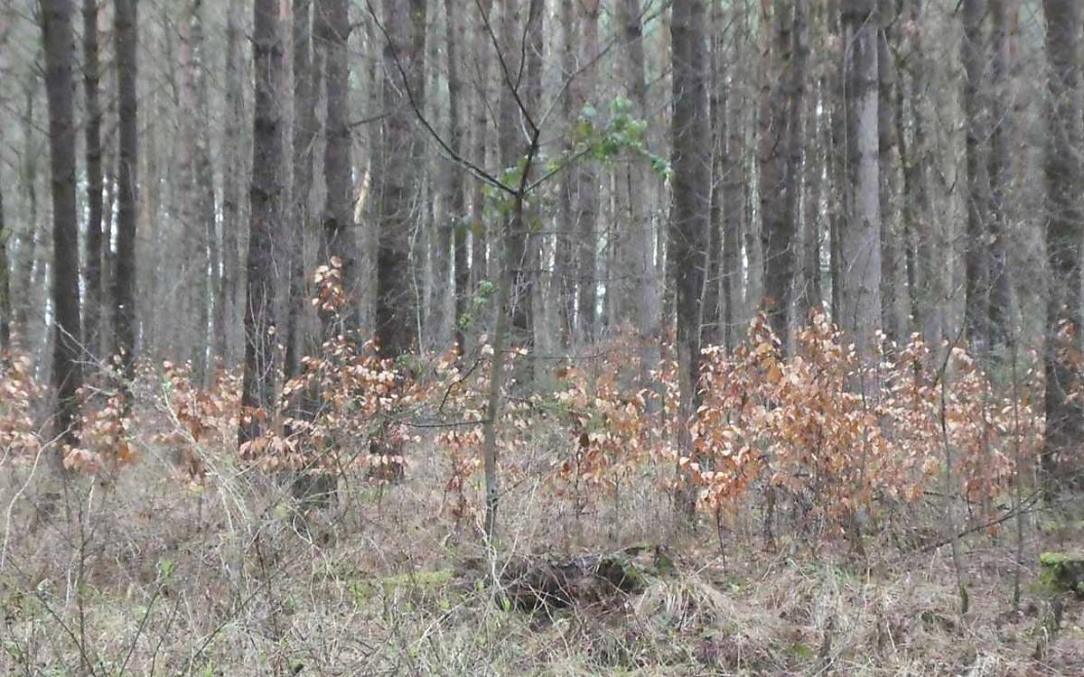 Das Ergebnis kann sich sehen lassen: Eine neue Waldgeneration hat ihren Platz gefunden.