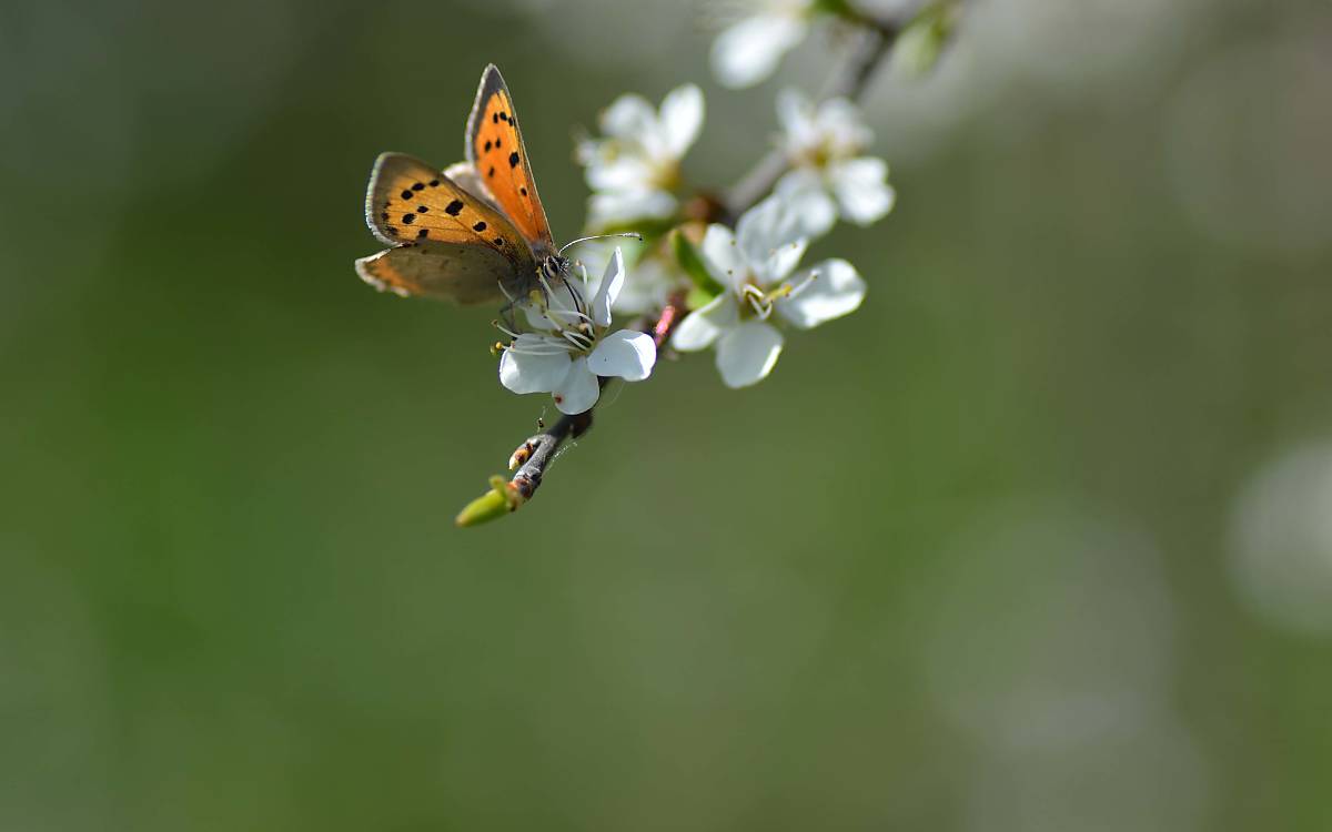 schmetterling_anja-proske
