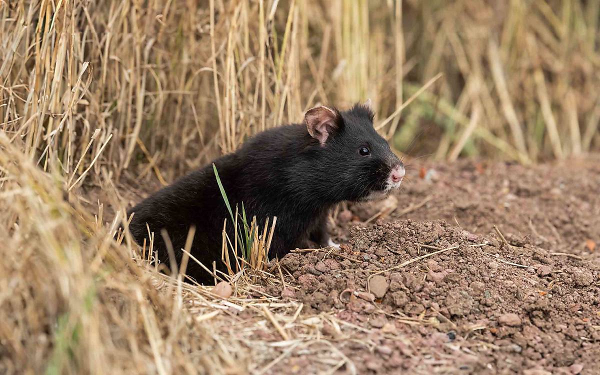 Schwarze Feldhamster sind neben Thüringen nur aus der Ukraine bekannt.