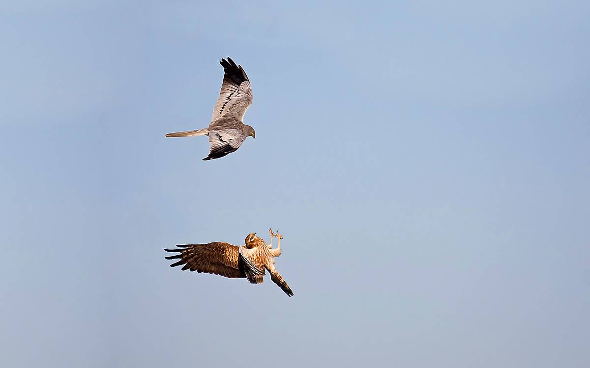 Kleiner als ein Bussard, das Männchen hellgrau (oben) und das Weibchen braun (unten), beide mit schwarzen Flügelspitzen und Eulengesicht – so lässt sich die Wiesenweihe beschreiben.