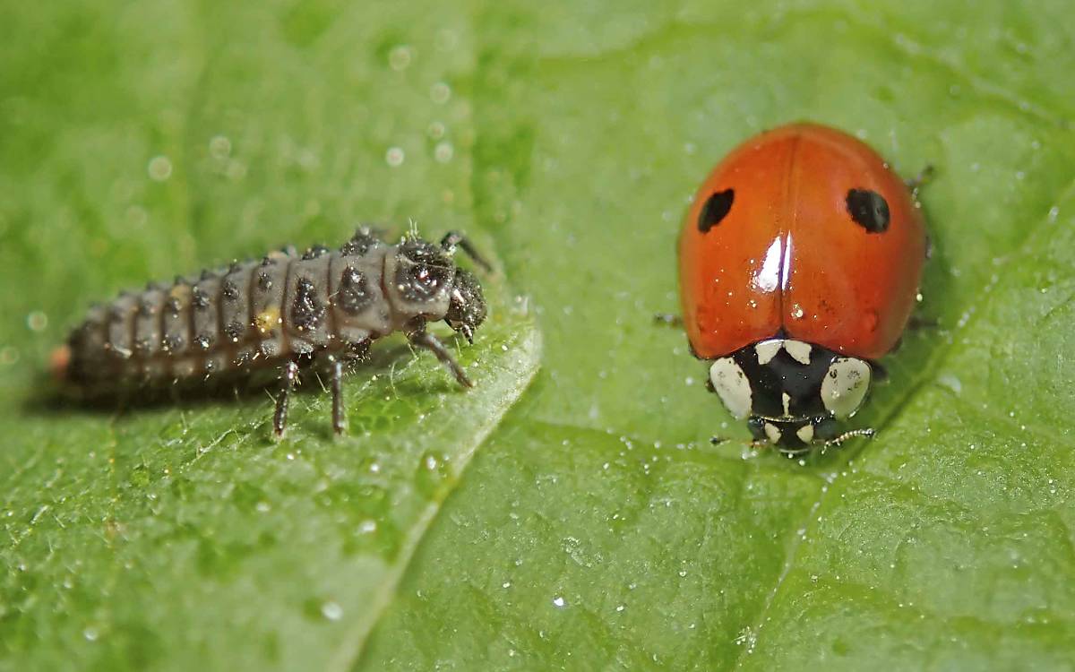 Zweipunkt-Marienkäfer (Adalia bipunctata) und seine Larve