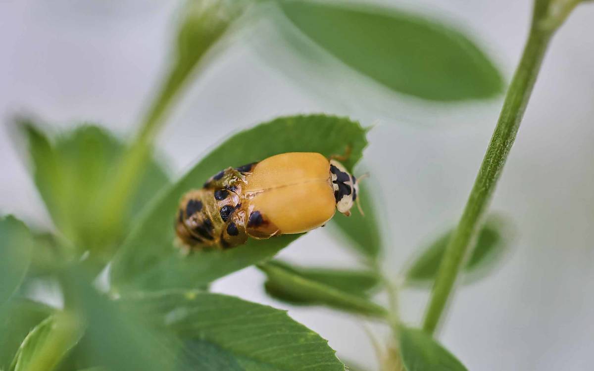 Ein Marienkäfer schlüpft aus seiner Puppe – noch ist er ganz gelb. Die rote oder schwarze Färbung sowie die Punkte entwickeln sich erst später.